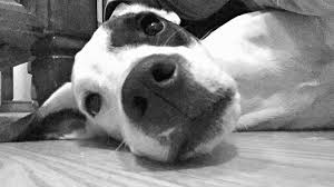 Black And Grey Spotted Dog Black And White Puppy Dog Nose Black And White Photography White Puppies Dog Nose Dogs And Puppies