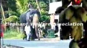 Thiru Aranmula Raghunadhan Elephant