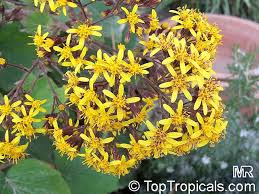 Image result for Roldana