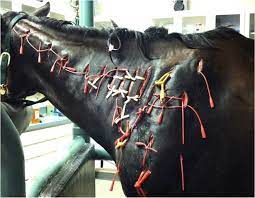Bute Banamine Or Equioxx Which Nsaid Is Right For The Job Irongate Equine Clinic