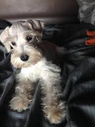 The great pyrenees mix is not a purebred dog. Miniature Schnauzer Puppies For Sale Waco Tx 171592