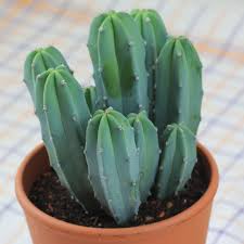 Image result for Myrtillocactus geometrizans