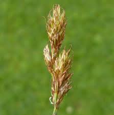 Image result for Carex leptosaccus