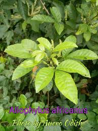 Image result for Allophylus africanus