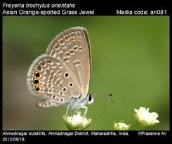 Image result for Rhynchosia torrei