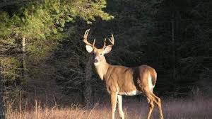Third Case Of Chronic Wasting Disease Confirmed In Arkansas Katv