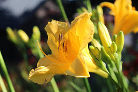 These flowers can be planted early as they can handle frost. 30 Types Of Yellow Flowers With Pictures Flower Glossary