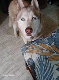 Adopting a friendly husky in Utah