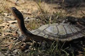 Resultado de imagen para tortuga CUELLO DE SERPIENTE