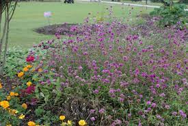 Gomphrena Globosa Fireworks Bachelor S Buttons Fireworks Globe Amaranth Fireworks Gomphrena Fireworks North Carolina Extension Gardener Plant Toolbox