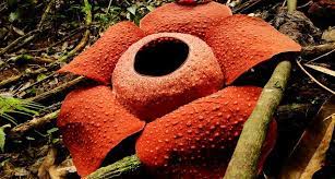 Raffleziya Samyj Bolshoj V Mire Cvetok Foto Rafflesia The Largest Flower In The World Photo Plant Life Flora Forest Flowers