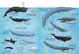 معلومات مزهلة عن عالم الحيتان تقارير جريدة الزمان