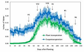 corn water use and evapotranspiration integrated crop