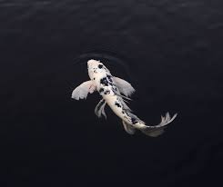 Symbolischer Koi-Fisch