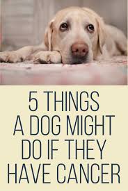 Some veterinary hospitals and vet schools offer hospice services to how do you say farewell to your dog? 5 Things A Dog Might Do If They Have Cancer This Is Dead On True Wish I Had Read This Before Now Dogs Dog Care Puppies