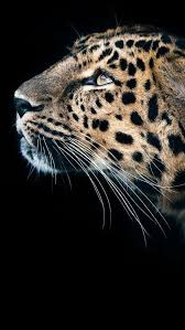 13 Rebhuhn Rezept 2020 Animals Majestic Animals Animals Beautiful
