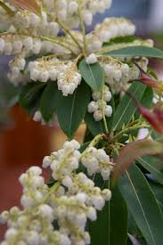 Image result for Pieris formosa