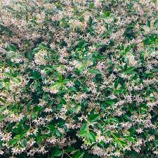 Image result for Jasmine Yellow 1994 Reliant