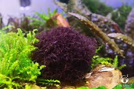 Image result for Polystachya caloglossa