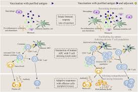A single dose after reconstitution is 0.5 ml. Liposomes Used As A Vaccine Adjuvant Delivery System From Basics To Clinical Immunization Sciencedirect