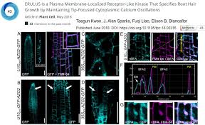 In plants, relatively little is known about the nature of the molecular components and mechanisms involved in the biogenesis and transport to the cell surface of signaling receptors appears to require both general transmembrane receptor proteins associated with the plasma membrane (pm) are. The Plant Cell On Twitter The 2 Most Talked About The Plant Cell Article Based On Mentions 63 During The Past Month Letter Erulus Is A Plasma Membrane Localized Receptor Like Kinase That Specifies Root