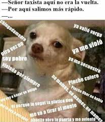 Podemos Apostar Que Durante Este Ano Pasaremos Gran Parte Del Dia En Internet Divirtiendonos Riendonos Entreteniendonos Memes Divertidos Memes Memes Perros