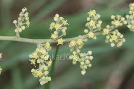 Image result for Ventilago