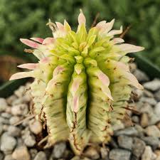 Image result for Euphorbia corniculata