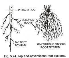 Draw A Neat Diagrams Of Fibrous Root And Taproot Snd Label Them Brainly In