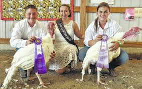Junior Fair Market Turkey Show