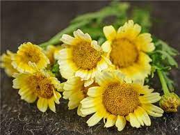Shungiku Edible Chrysanthemum Heirloom Seeds Family Garden Chrysanthemum