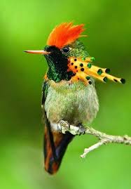 Bird Removal Dreamy Nature Animals Nature Birds Pet Birds