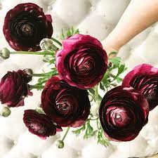 Wonderful Cost Free Ranunculus Burgundy Tips In The Event Its Heyday Lamps Are Certainly Beautiful Bouquet Of Flowers Best Flower Delivery Flower Delivery Uk