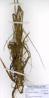 Image result for Digitaria acuminatissima