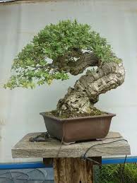 42 Hubscher Japanischer Bonsai Vorgarten Fur Den Fruhling In 2020 Garten Bonsai Vorgarten