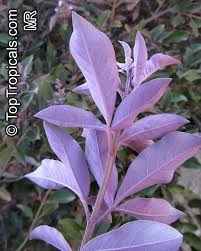 Image result for Vitex trifolia