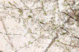 Check spelling or type a new query. Blooming Tree In The Spring Sakura Blossom Flowers On A Tree Stock Photo Picture And Royalty Free Image Image 144658449