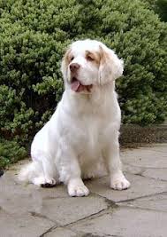 The current median price of cavalier king charles spaniels in indiana is $1,874.50. 20 Dog Breeds I Ll Own At Least Once In My Life Ideas Dog Breeds Breeds Dogs