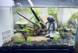 Aquascape Aquascape Betta Aquarium Aquascape Aquarium