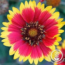 How To Grow Gaillardia Blanket Flower Gardener S Path