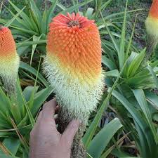 Image result for Kniphofia princeae