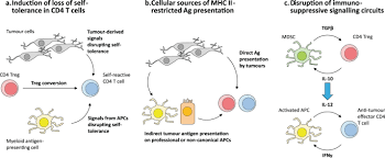 Platelets are blood cells that help the blood to clot. Revisiting The Role Of Cd4 T Cells In Cancer Immunotherapy New Insights Into Old Paradigms Cancer Gene Therapy