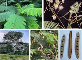 Image result for Albizia falcataria
