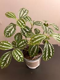 Image result for Pilea cadierei