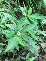 Image result for Spermacoce radiata