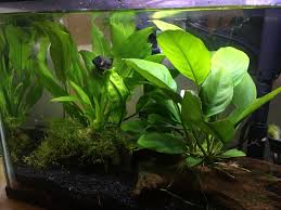 And while you may not want to have any other fish except your betta, later down the line you may change your mind. Bullets Tank He S The Biggest Betta I Ve Ever Had Bettafish