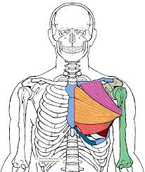 Pin On Trigger Point Therapy