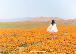 Maybe you would like to learn more about one of these? California Superbloom Poppies At Antelope Valley