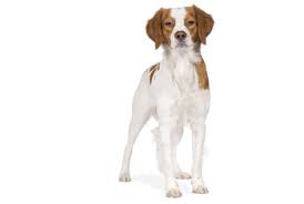 Expert dog walker, experienced salsa creator, and pmp certified project manager. The Cost Of Brittany Puppies Adult Dogs With Calculator Petbudget