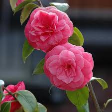 Tips Les Plantes Vivaces D Ombre Vivaces Ombre